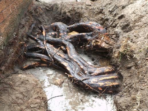 Description: DSCF9095