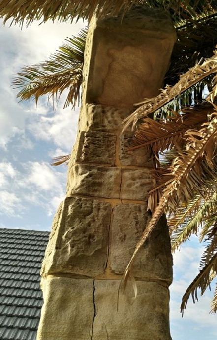 A group of palm trees next to a tree

Description automatically generated